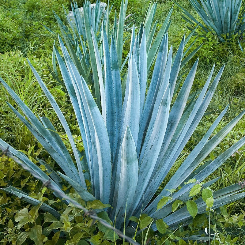 Blue Agave